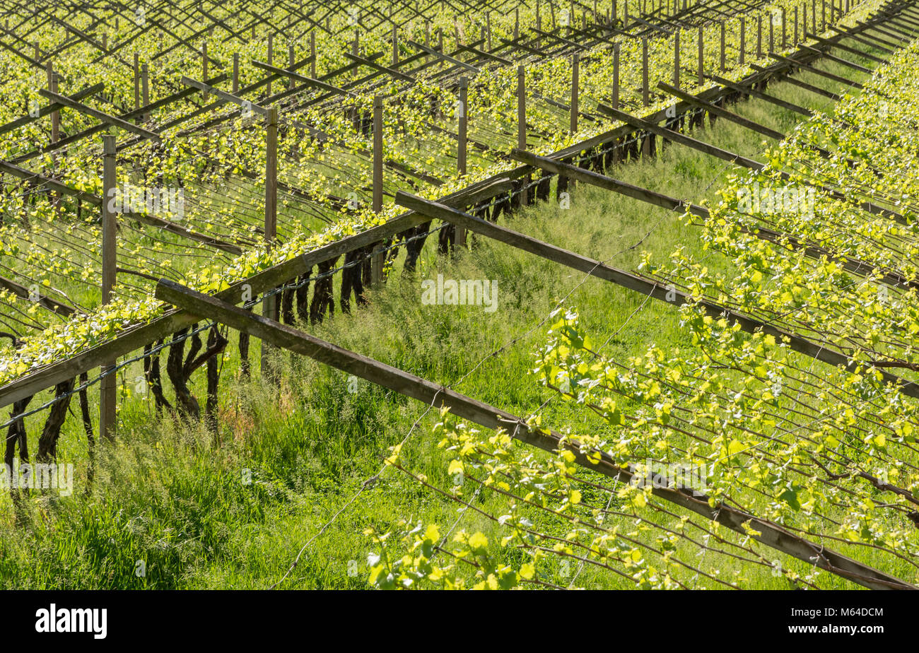 Vigneto nella viticoltura regione Trentino Alto Adige, Italia settentrionale. Vigneto in primavera. Foto Stock