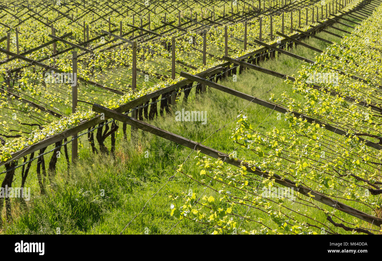 Vigneto nella viticoltura regione Trentino Alto Adige, Italia settentrionale. Vigneto in primavera. Foto Stock