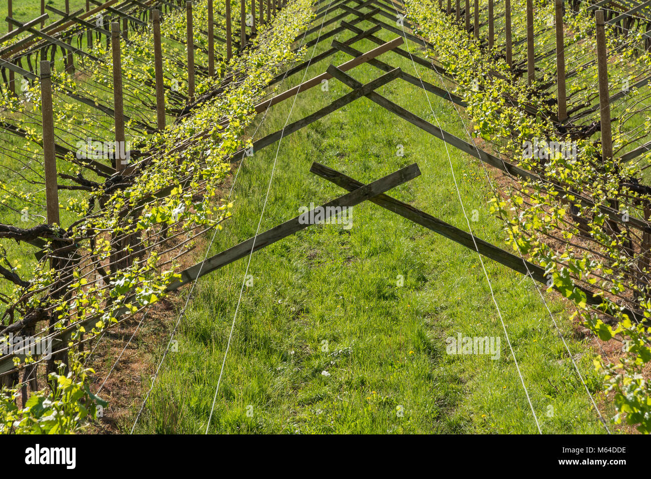 Vigneto nella viticoltura regione Trentino Alto Adige, Italia settentrionale. Vigneto in primavera. Foto Stock