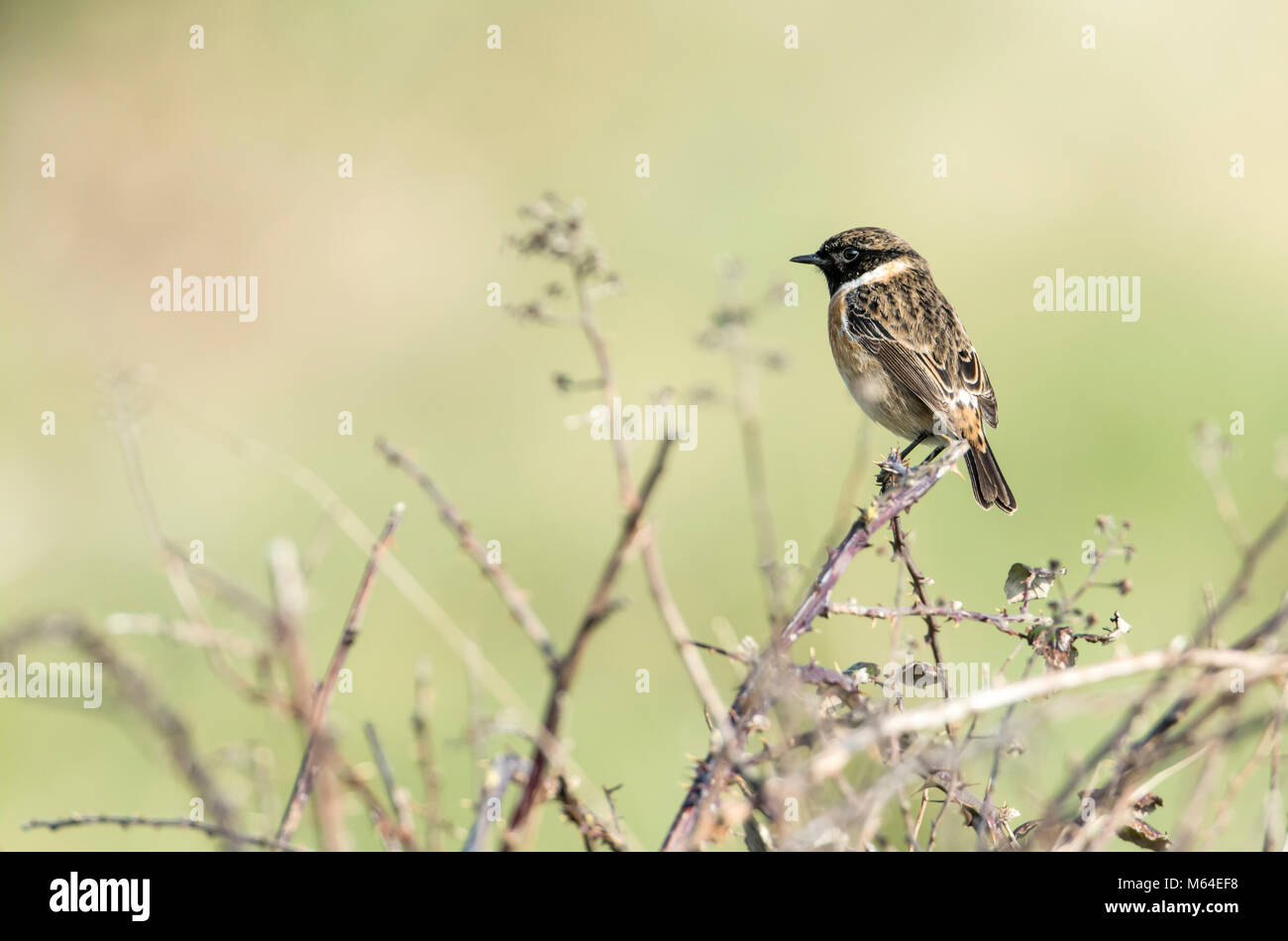 Maschio (stonechat Saxicola torquatus) Foto Stock