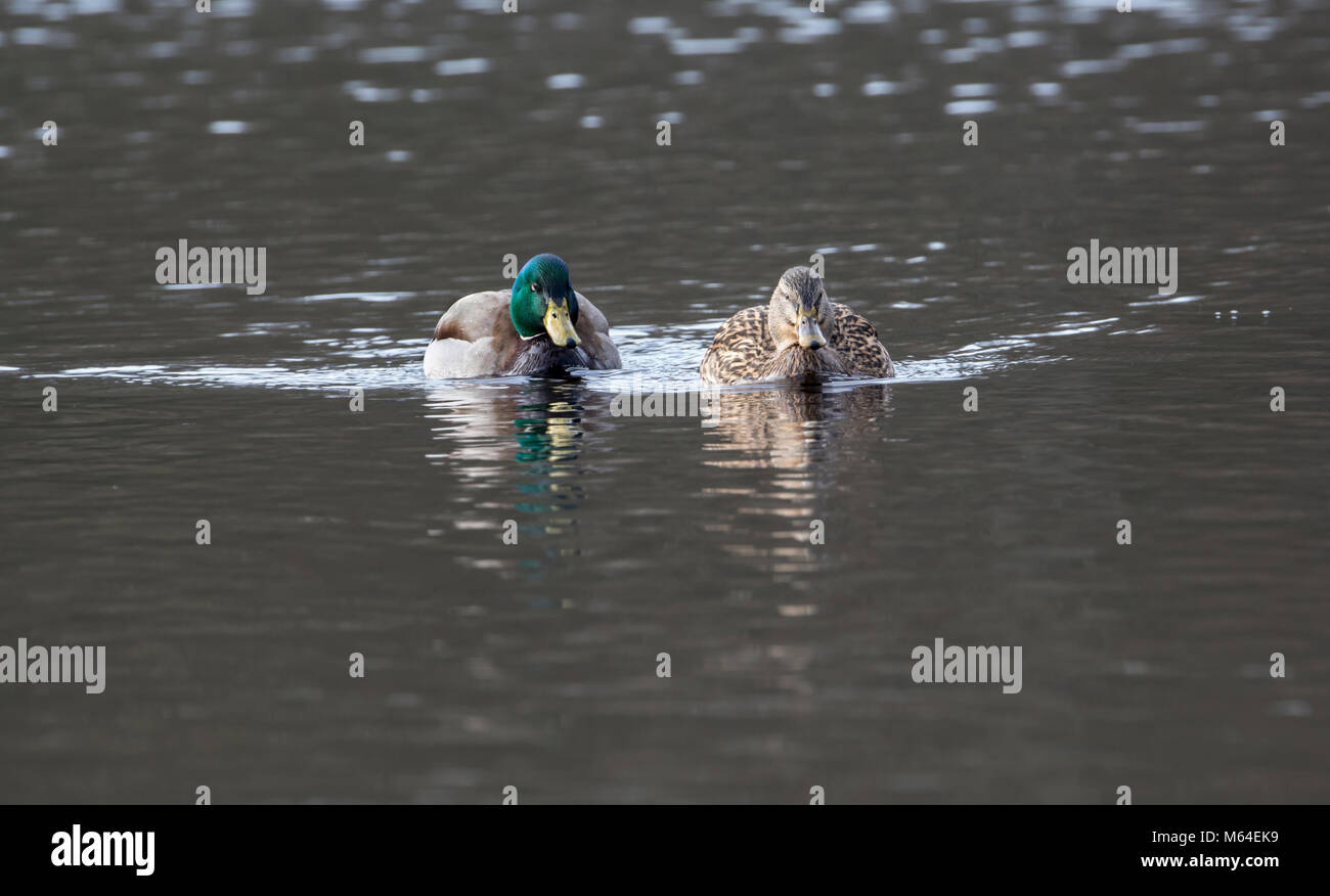 Coppia di Germani reali (Anas platyrhynchos) all'inizio della stagione della riproduzione Foto Stock