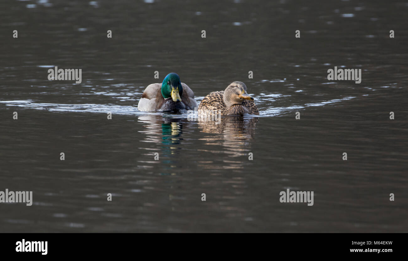 Coppia di Germani reali (Anas platyrhynchos) all'inizio della stagione della riproduzione Foto Stock