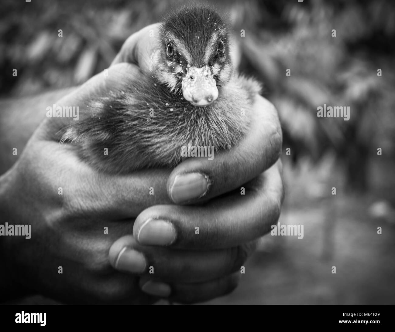 anatra Foto Stock