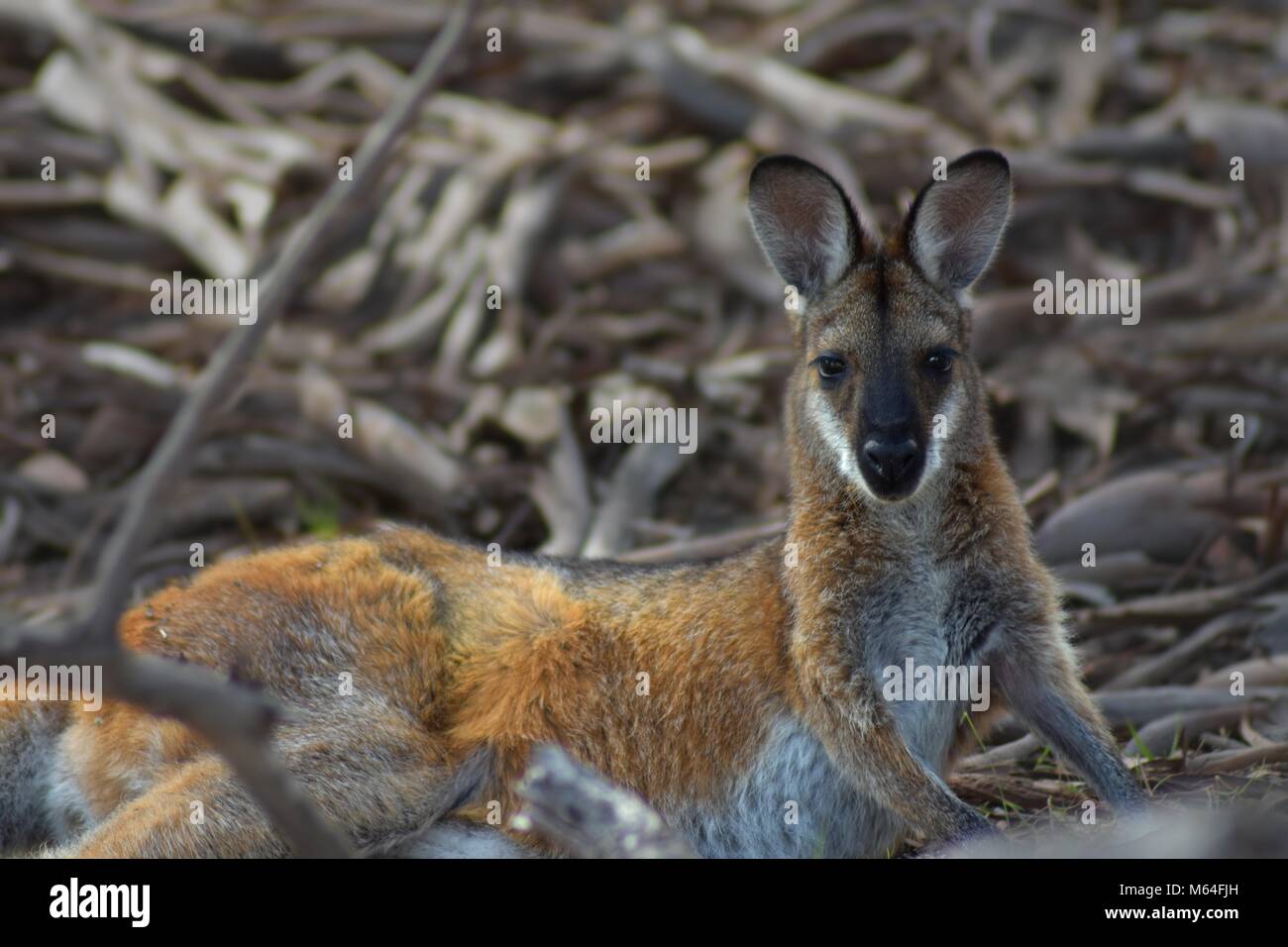 Rosso-un wallaby dal collo disteso sulla figliata di foglia Foto Stock