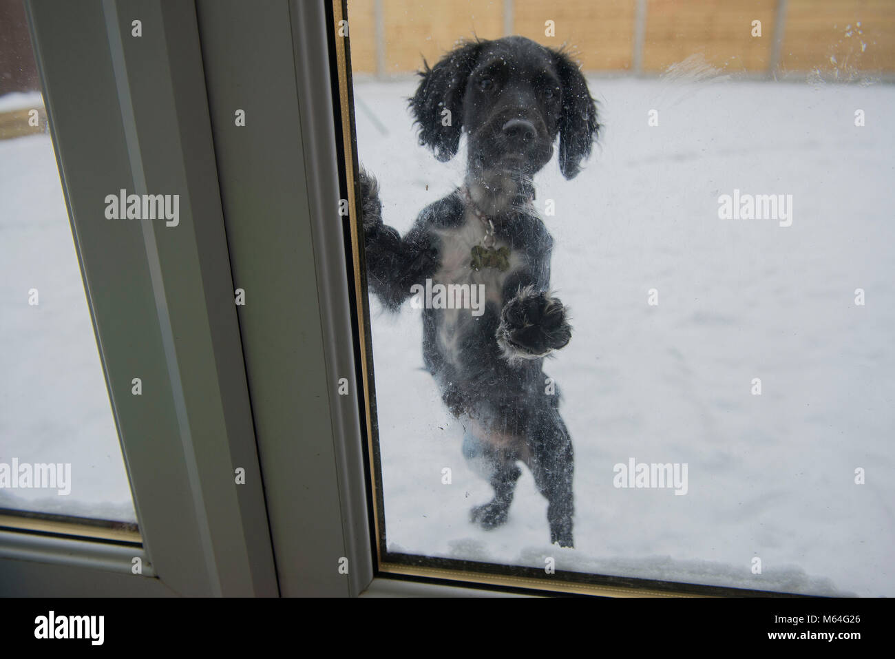 Un cucciolo di Cocker Spaniel alla porta di attesa per entrare nella casa. Foto Stock