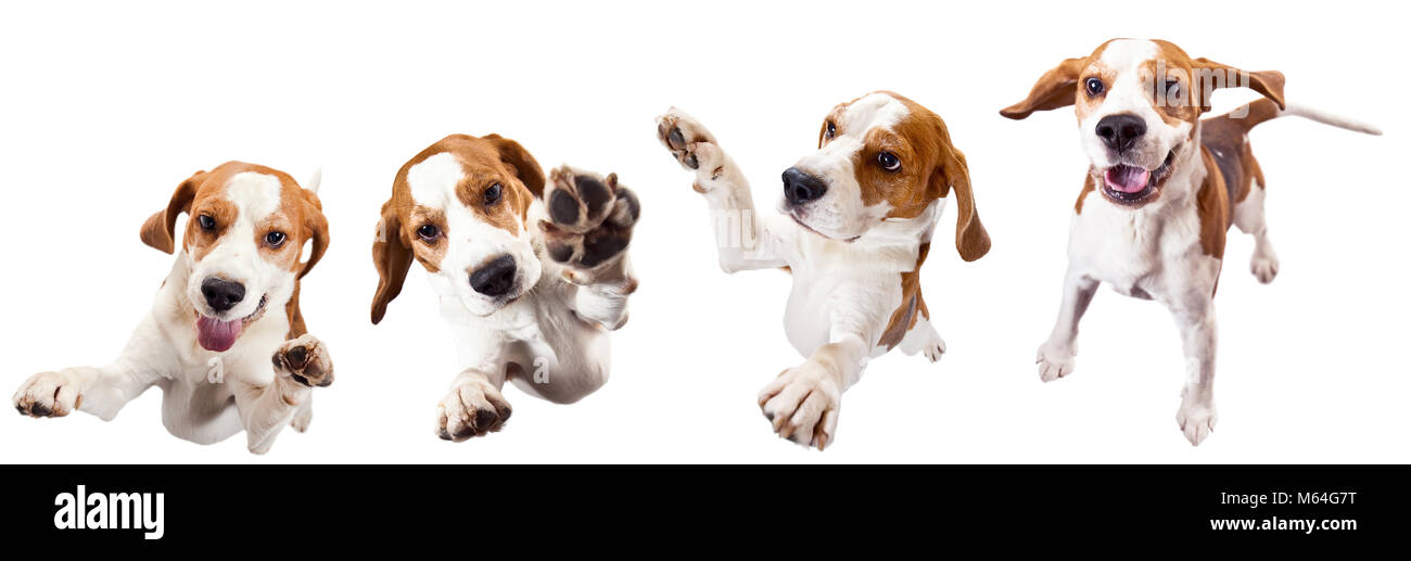 Jumping cane isolato su uno sfondo bianco .di razza beagle adulto. Foto Stock