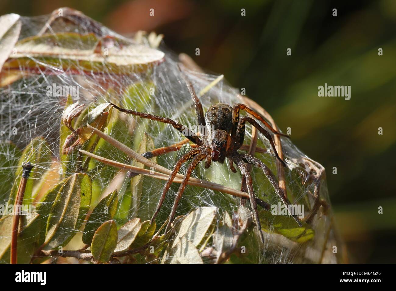 Raft spider, Dolomedes fimbriatus, femmina nido di guardia Foto Stock