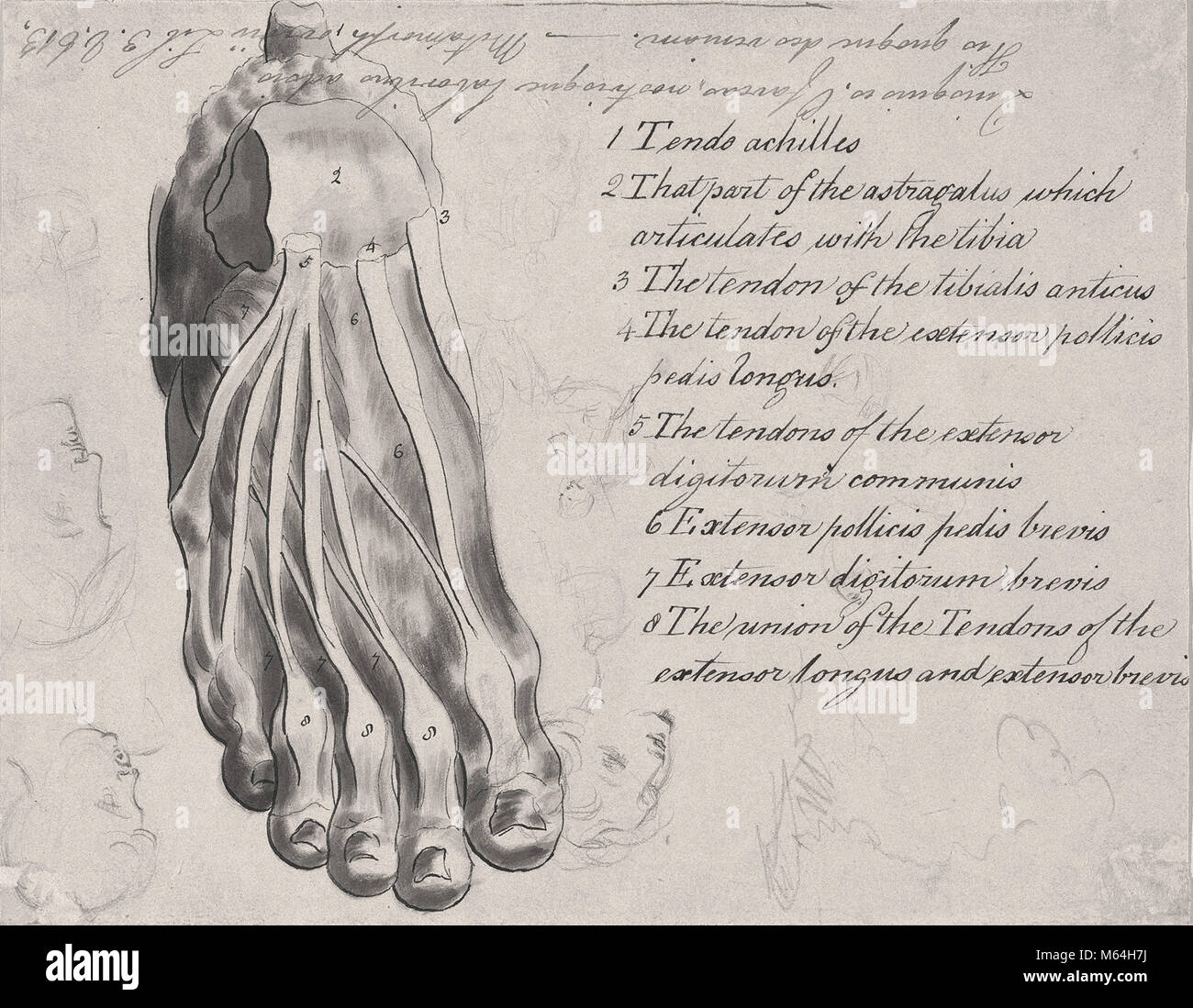 William Hamilton - studio anatomico del piede 1770 Foto Stock