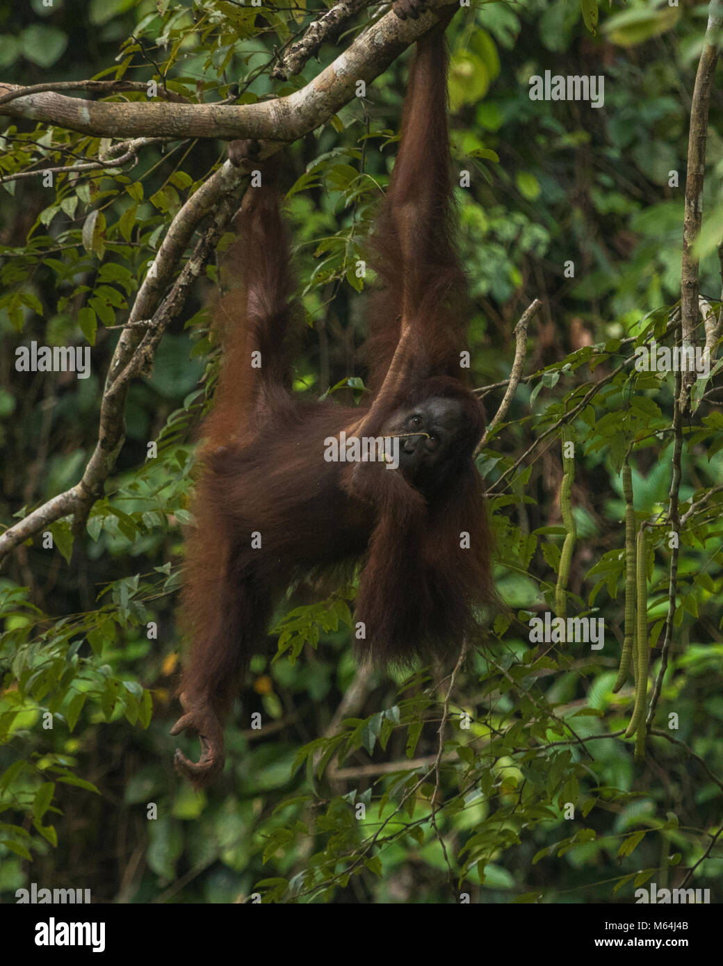 Una femmina selvatici orangutan in alimentazione di Danum Valley Conservation Area, Borneo Malese. Foto Stock