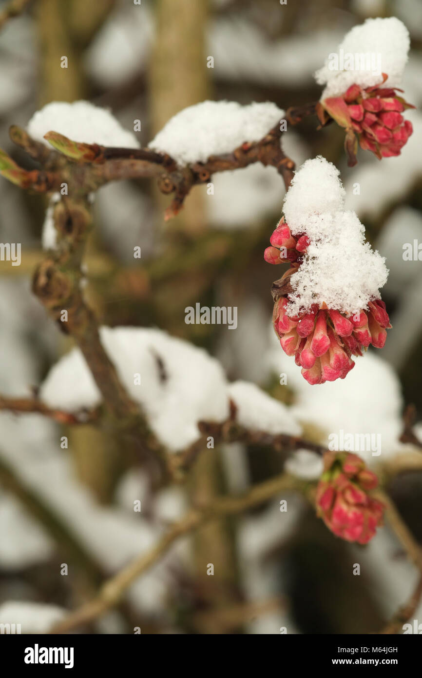 Viburnum gemme e rami rabboccato con la neve Foto Stock