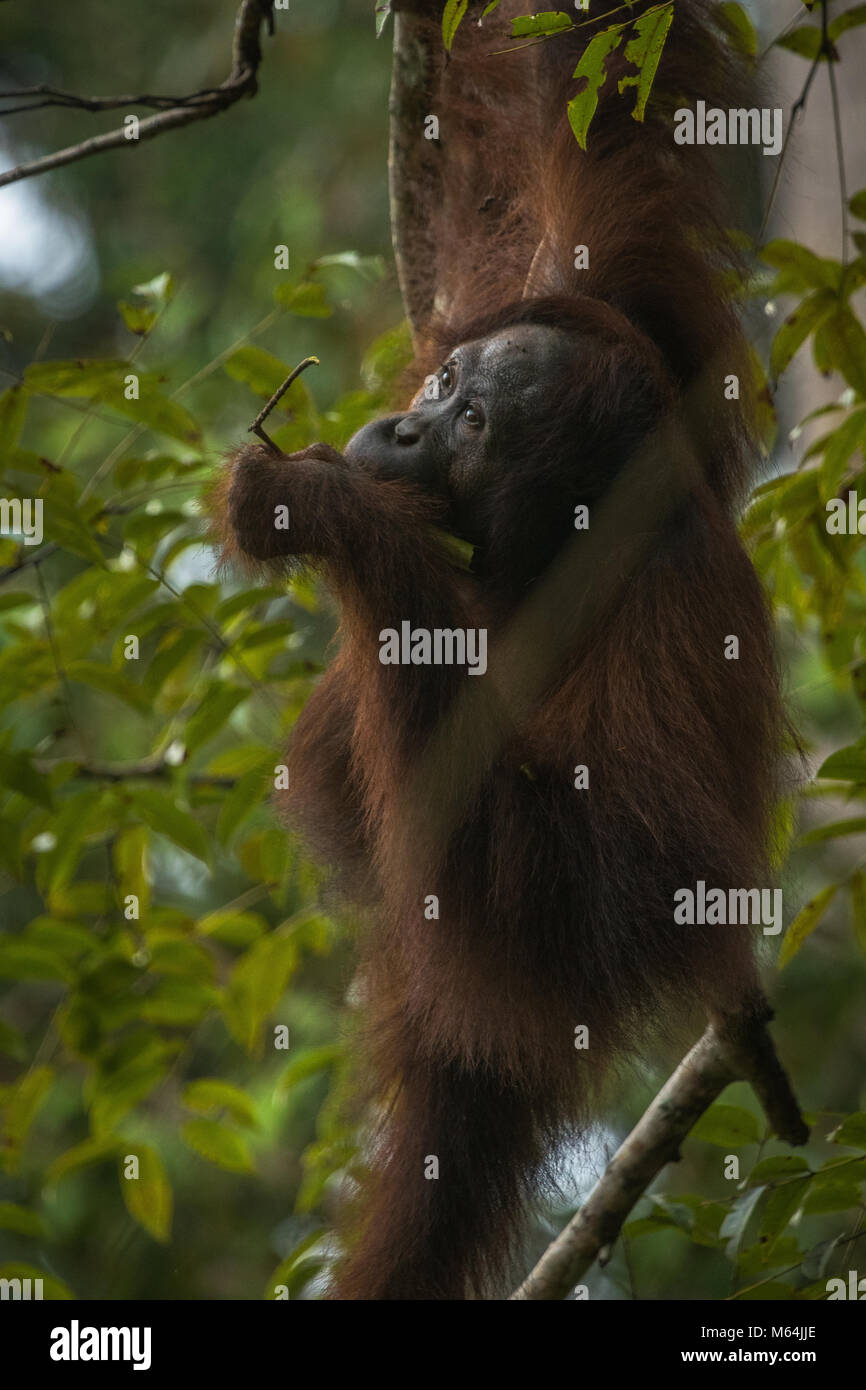 Una femmina selvatici orangutan in alimentazione di Danum Valley Conservation Area, Borneo Malese. Foto Stock