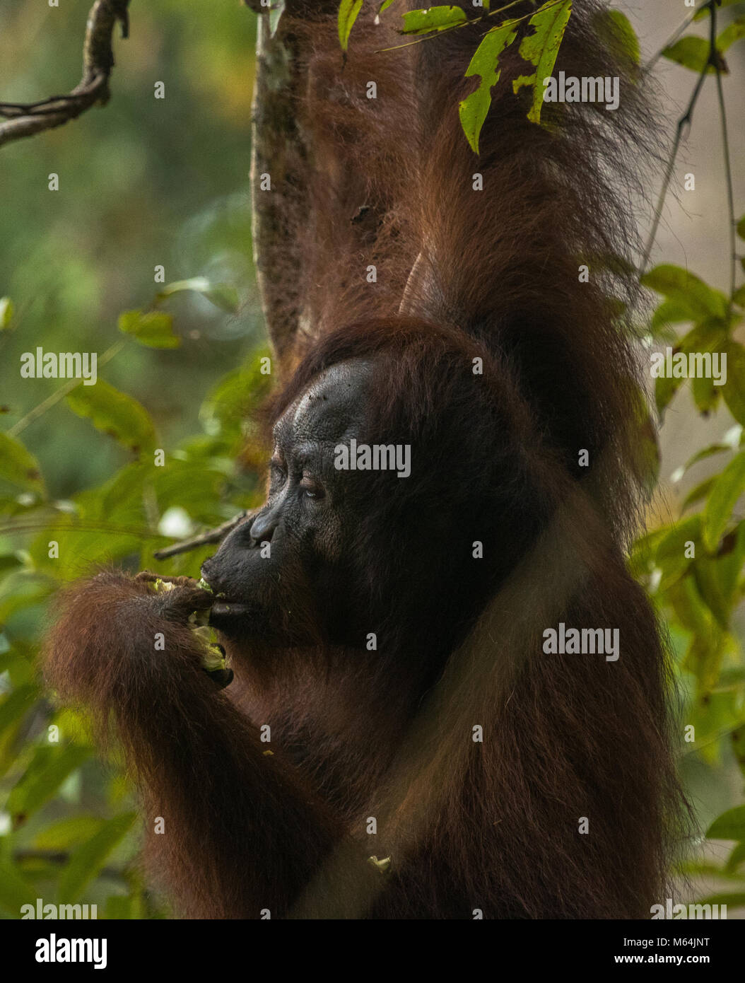 Una femmina selvatici orangutan in alimentazione di Danum Valley Conservation Area, Borneo Malese. Foto Stock