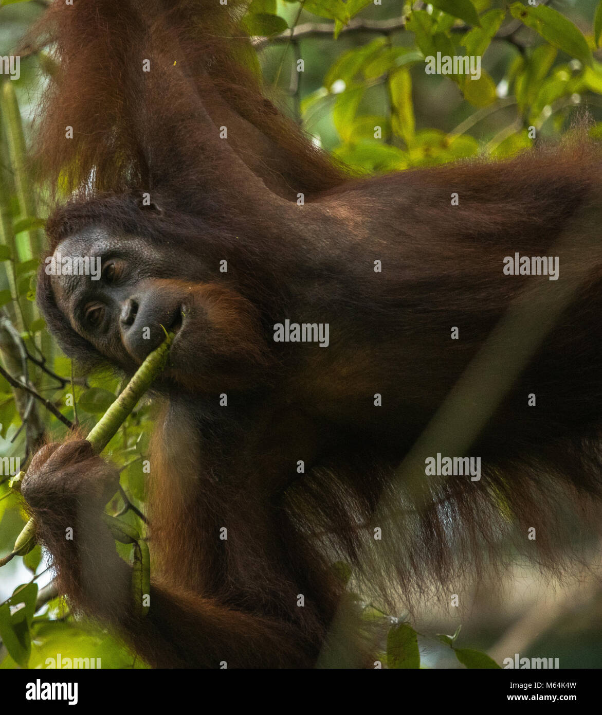 Una femmina selvatici orangutan in alimentazione di Danum Valley Conservation Area, Borneo Malese. Foto Stock