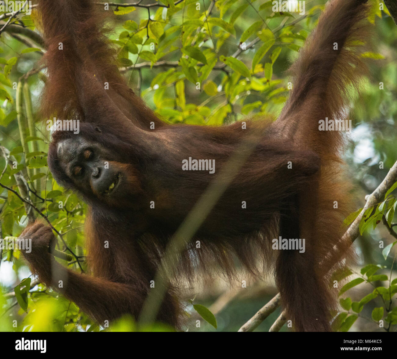 Una femmina selvatici orangutan in alimentazione di Danum Valley Conservation Area, Borneo Malese. Foto Stock