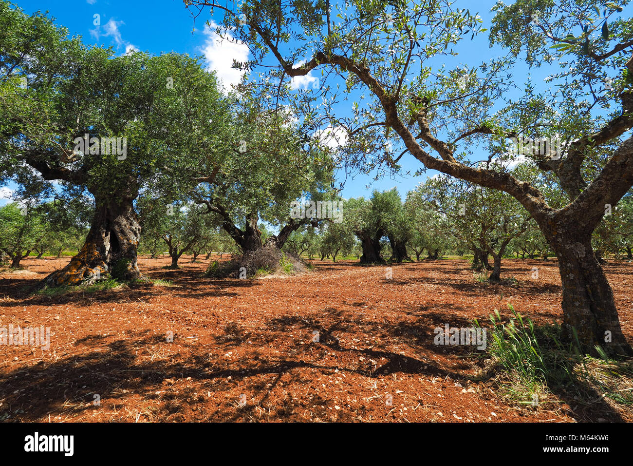 Olive tree plantation. Olea europaea bothanical nome. Europeo di olio d'oliva albero nell' isola di Zante. Foto Stock