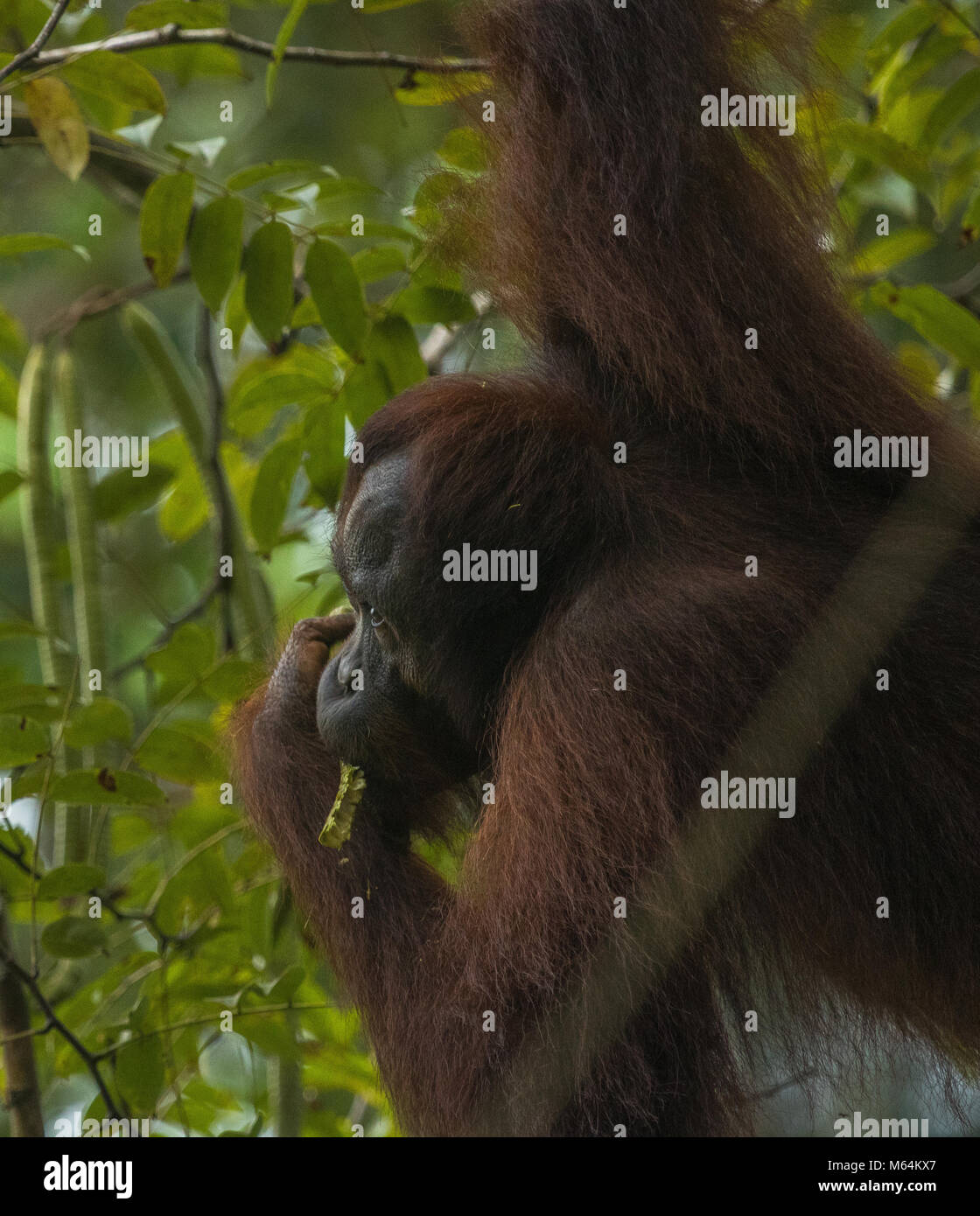 Una femmina selvatici orangutan in alimentazione di Danum Valley Conservation Area, Borneo Malese. Foto Stock