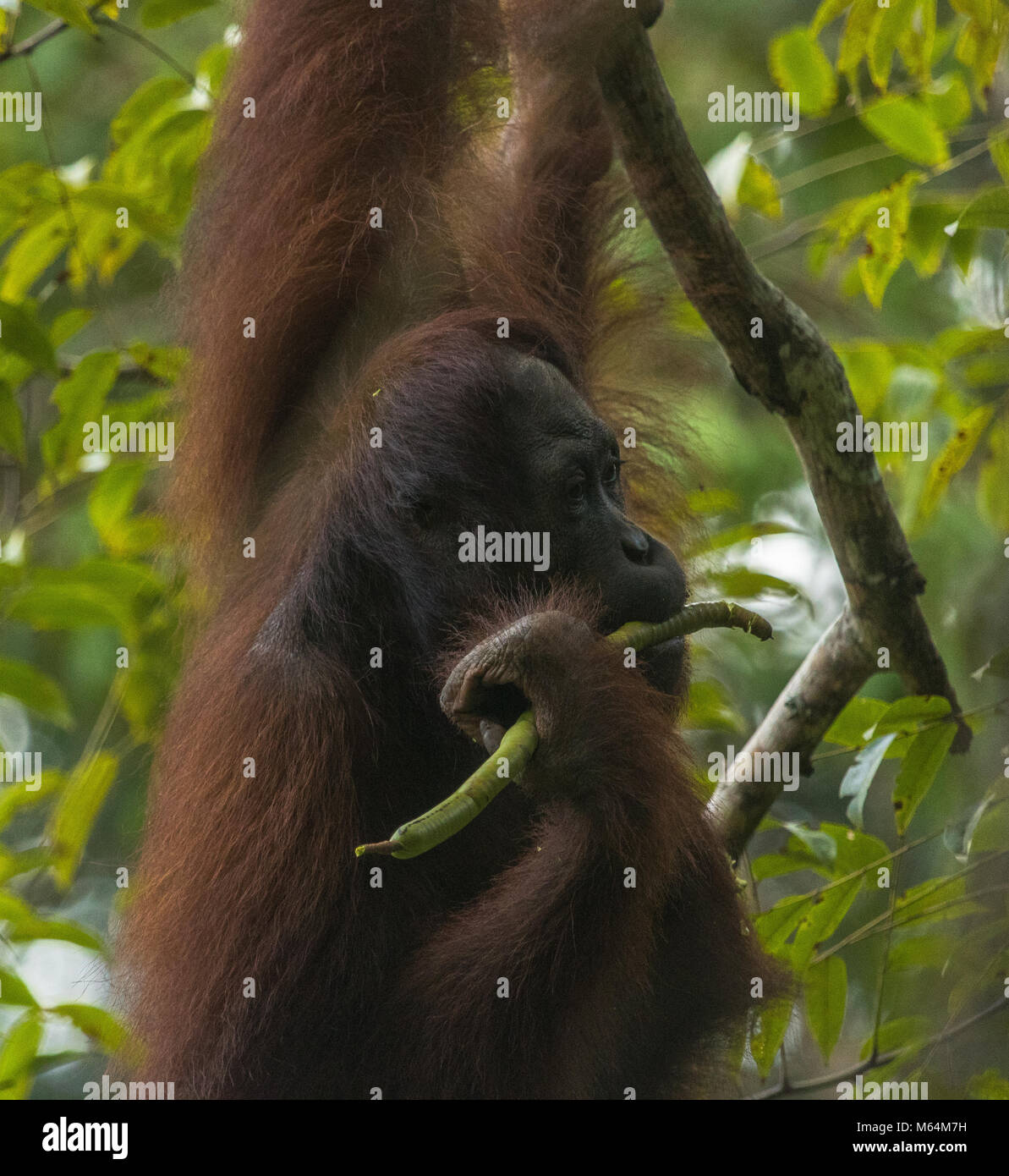 Una femmina selvatici orangutan in alimentazione di Danum Valley Conservation Area, Borneo Malese. Foto Stock