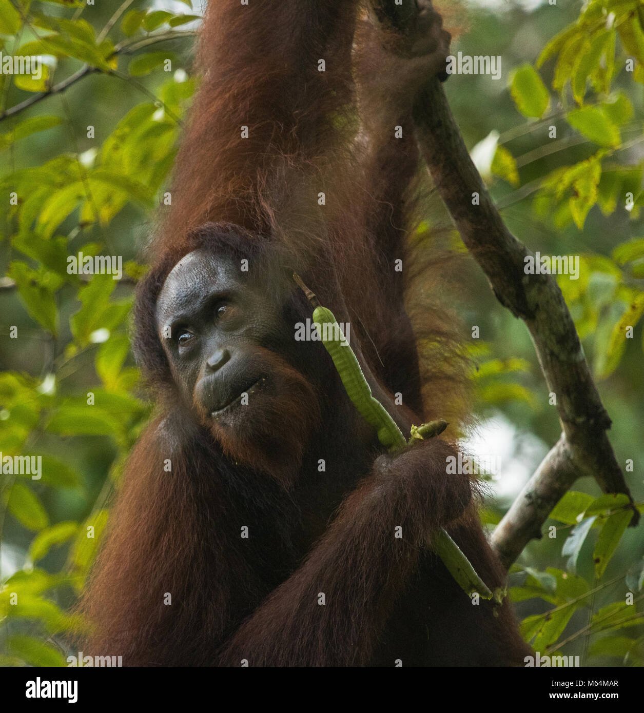 Una femmina selvatici orangutan in alimentazione di Danum Valley Conservation Area, Borneo Malese. Foto Stock