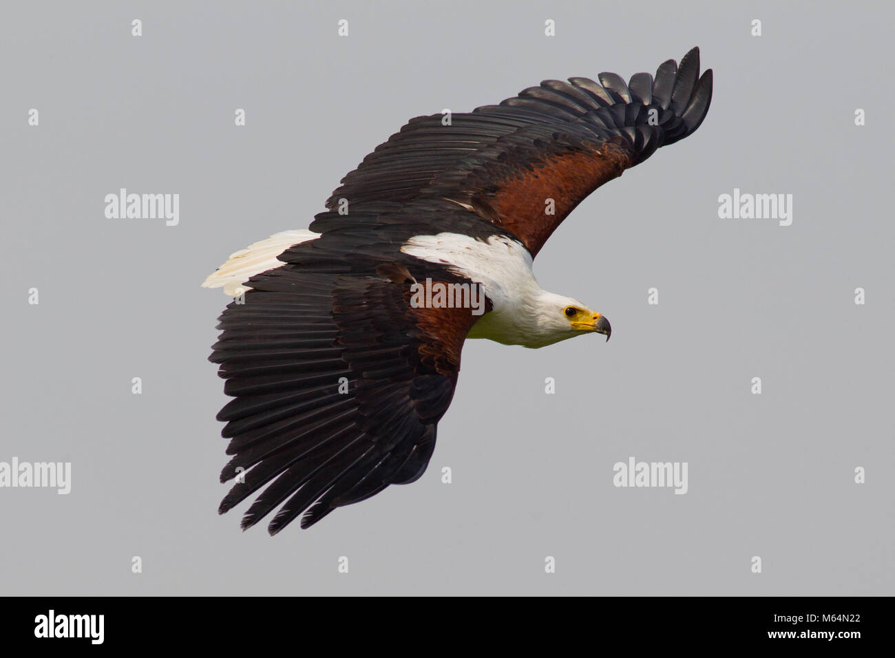 African fish eagle (Haliaeetus vocifer) in volo a aringhe Green Farm Falconry Centre Foto Stock