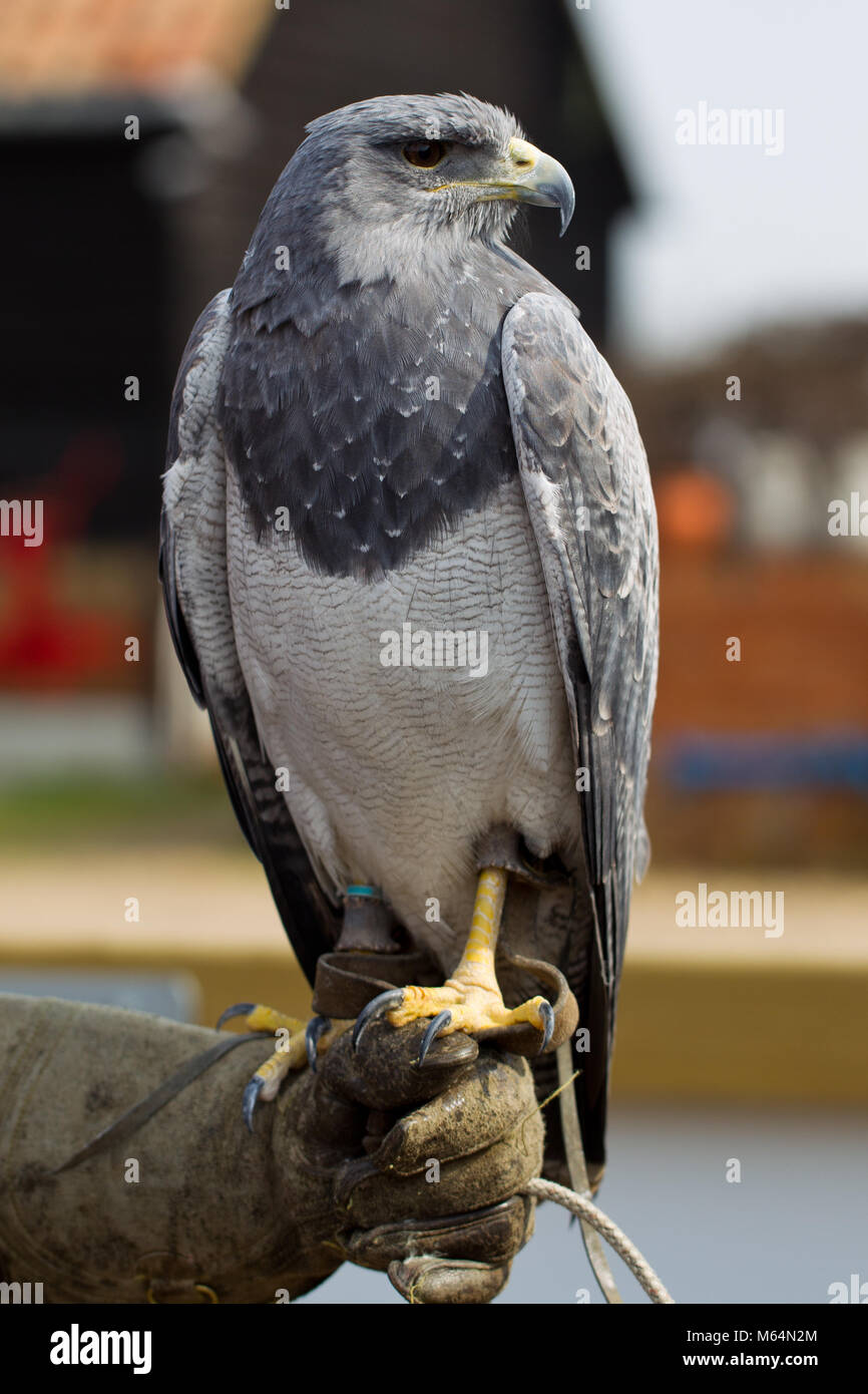 Nero-chested poiana-eagle (Geranoaetus melanoleucus) o cilena blu Aquila a aringhe Green Farm Falconry Centre Foto Stock