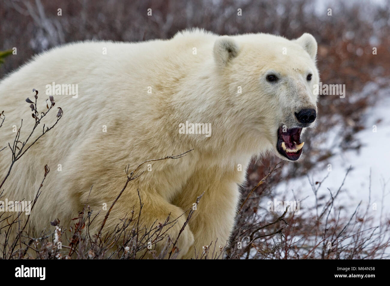 Orso polare, Ursus maritimus, in The Churchill Wildlife Management Area, Baia di Hudson, Churchill, Manitoba, Canada. Foto Stock