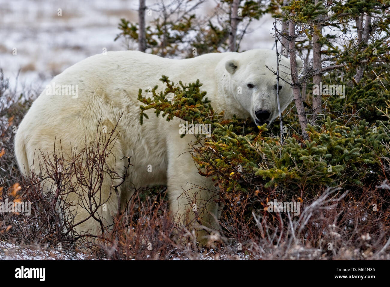 Chi? Me?? Orso polare, Ursus maritimus, in The Churchill Wildlife Management Area, Baia di Hudson, Churchill, Manitoba, Canada. Foto Stock