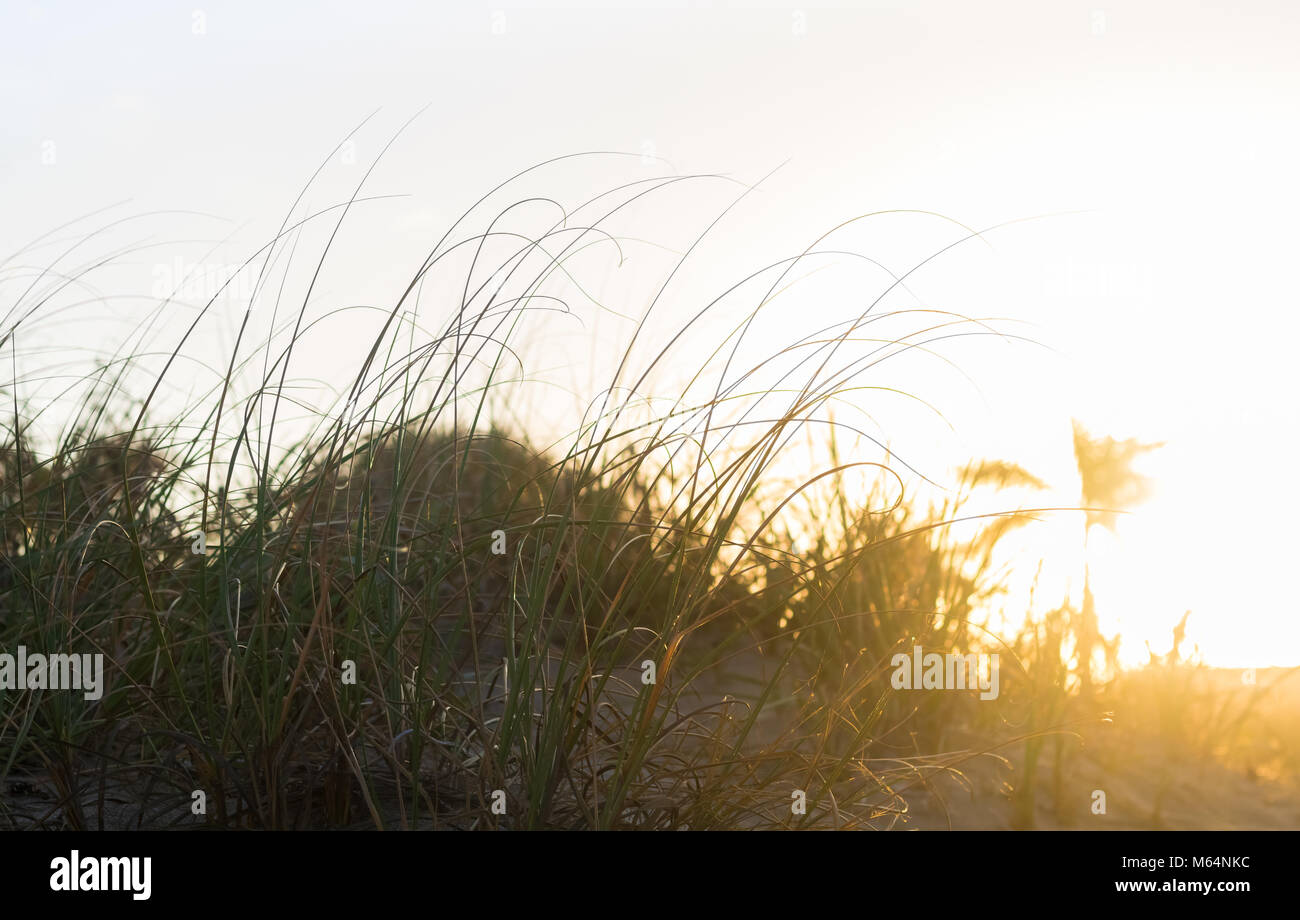 Una prospettiva unica di erbosi dune di sabbia e un albero di palme sulla spiaggia. Il sole di setting aggiunge carattere al dune come esso scende al di sotto dell'orizzonte. Foto Stock