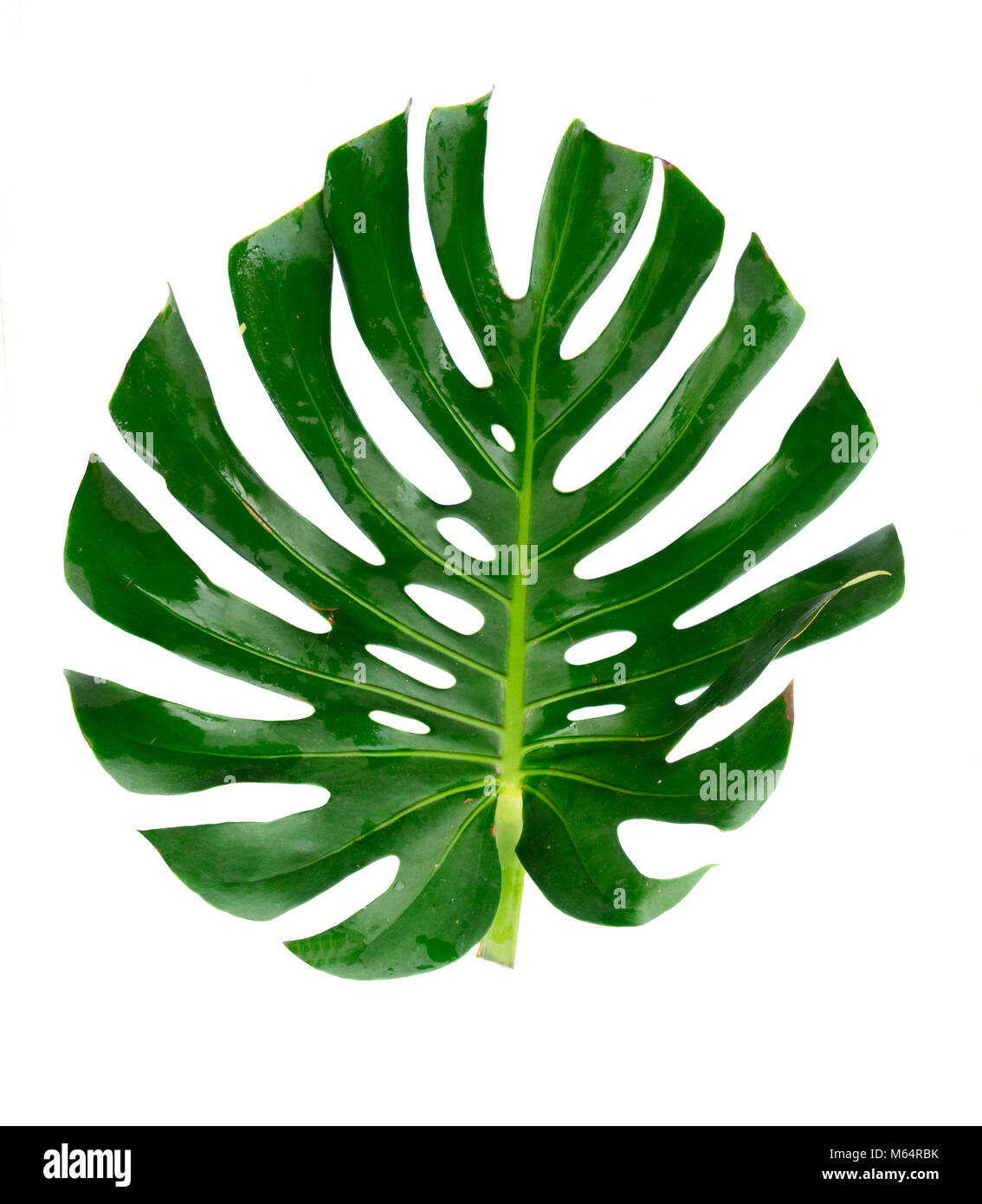Monstera verde foglie tropicali isolati su sfondo bianco Foto Stock