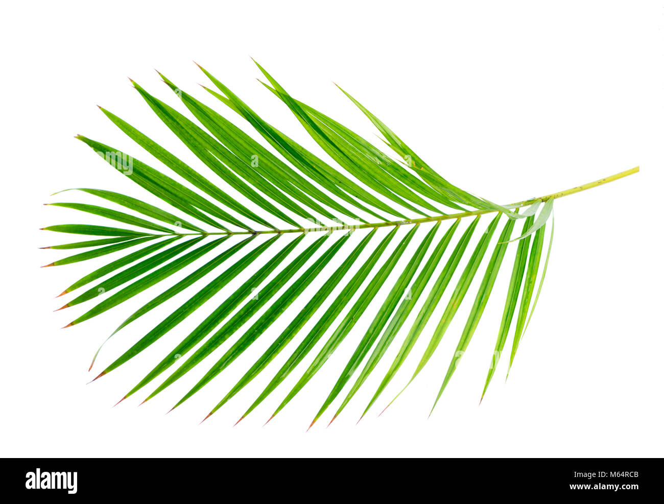 Palm tree verde foglie tropicali isolati su sfondo bianco Foto Stock