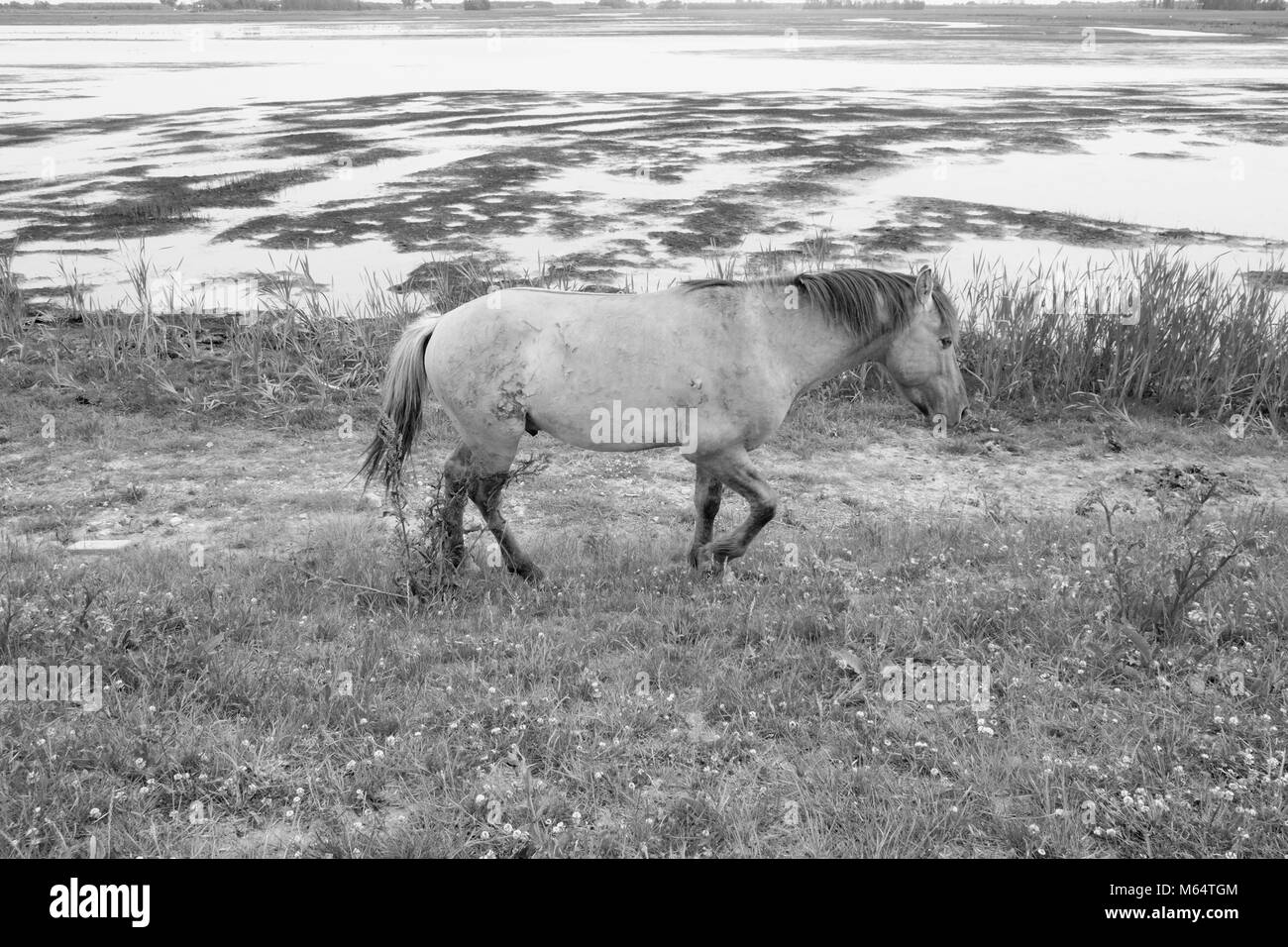 Immagine monocromatica della politica europea di cavalli selvaggi in un campo aperto in prossimità di acqua Foto Stock