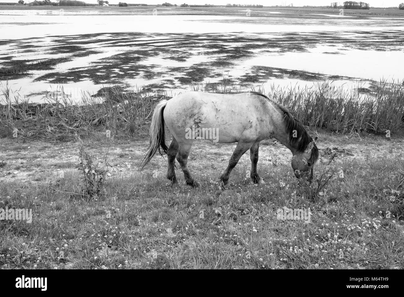 Immagine monocromatica della politica europea di cavalli selvaggi in un campo aperto in prossimità di acqua Foto Stock