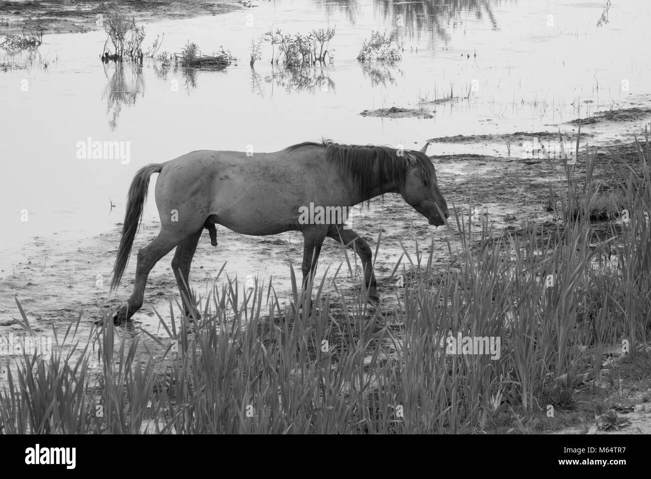 Immagine monocromatica della politica europea di cavalli selvaggi in un campo aperto in prossimità di acqua Foto Stock