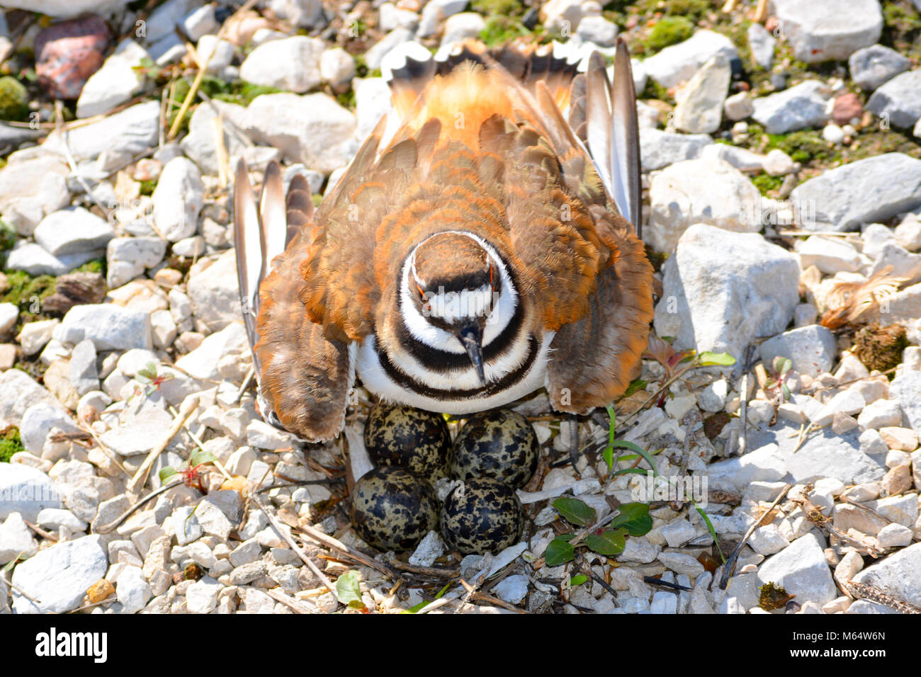 Killdeer e uova seduto su un nido di ghiaia Foto Stock