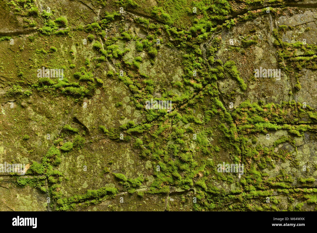 Vecchio incrinato decadimento sfondo parete coperta di verde muschio e stampo Foto Stock