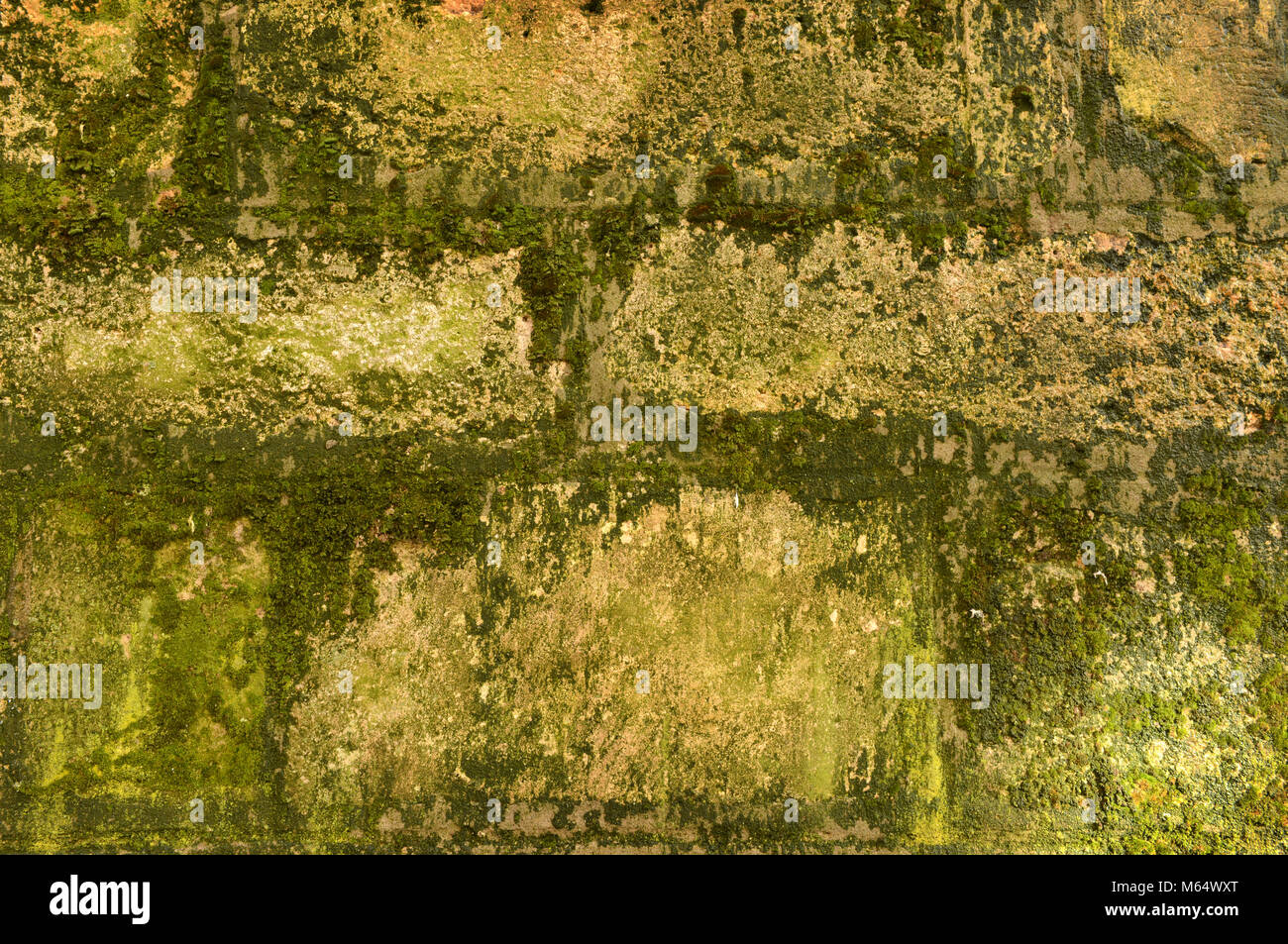 Vecchio incrinato decadimento sfondo parete coperta di verde muschio e stampo Foto Stock
