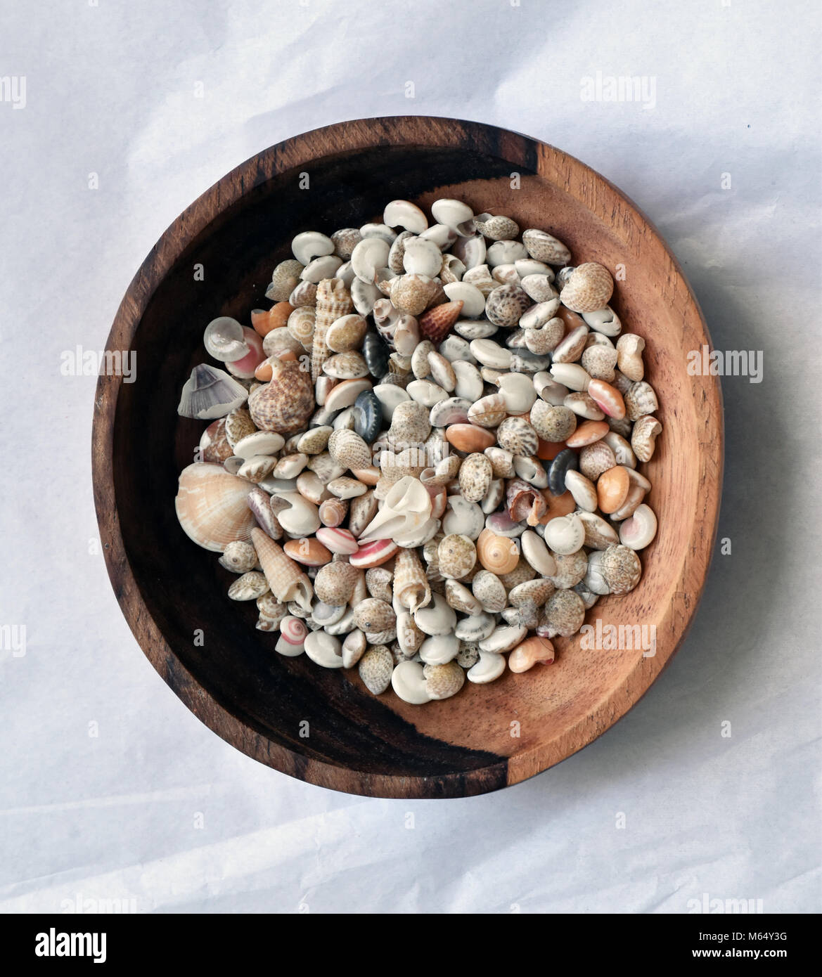 Raccolti mini conchiglie provenienti da una spiaggia in Vietnam visualizzati in una piccola mano in legno intagliato ciotola. Foto Stock