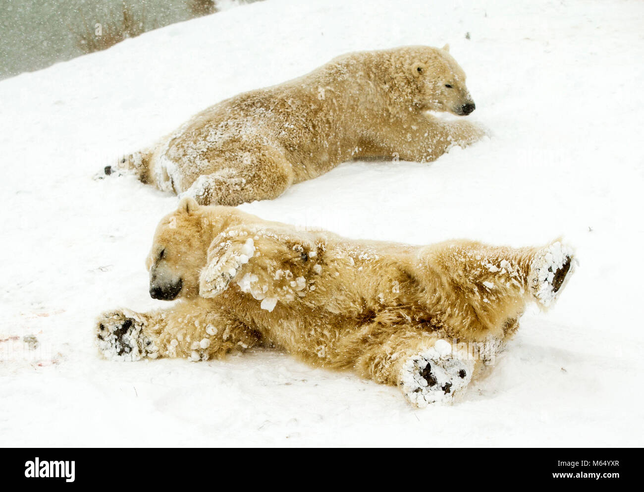 Gli orsi polari Victor (fondo) pixel e godere la neve in Yorkshire Wildlife Park di Doncaster, nello Yorkshire meridionale, come neve pesante e sub-zero condizioni hanno deturpato le strade della Gran Bretagna, le ferrovie e gli aeroporti, con ritardi e cancellazioni. Foto Stock