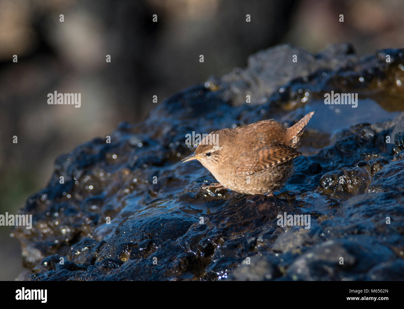 Scricciolo o Winter Wren (Troglodytes troglodytes) alimentazione su una spiaggia rocciosa sulla costa ovest della Scozia. Foto Stock