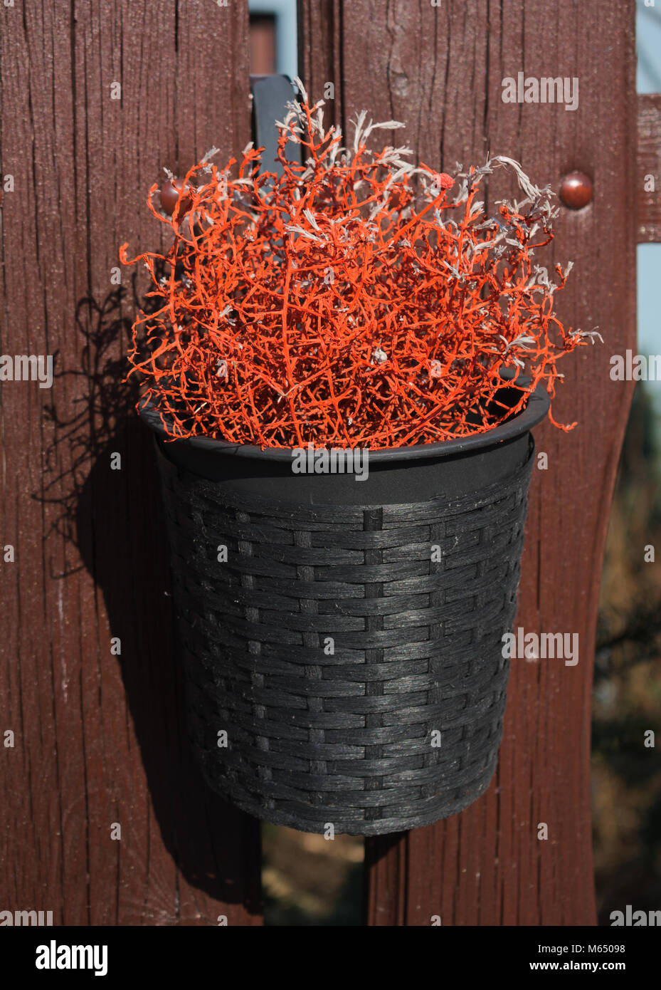 Arancio secco bussola decorativo in un vaso nero su una recinzione Foto Stock