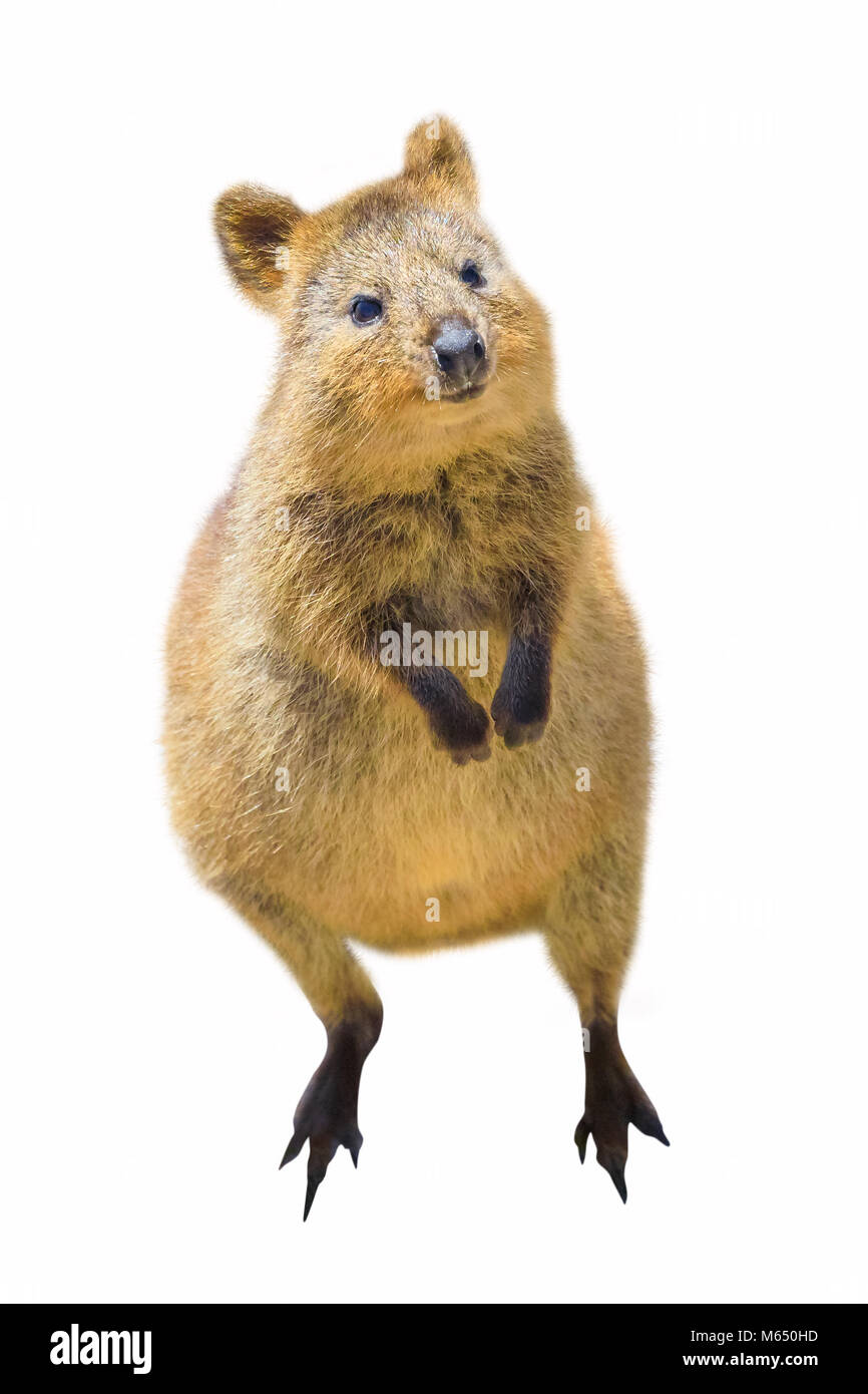 Un simpatico Quokka standing, nell'Isola di Rottnest, Western Australia. Quokka è considerato il più felice animale al mondo. Quokka isolati su sfondo bianco. Vista laterale frontale con copia spazio. Foto Stock
