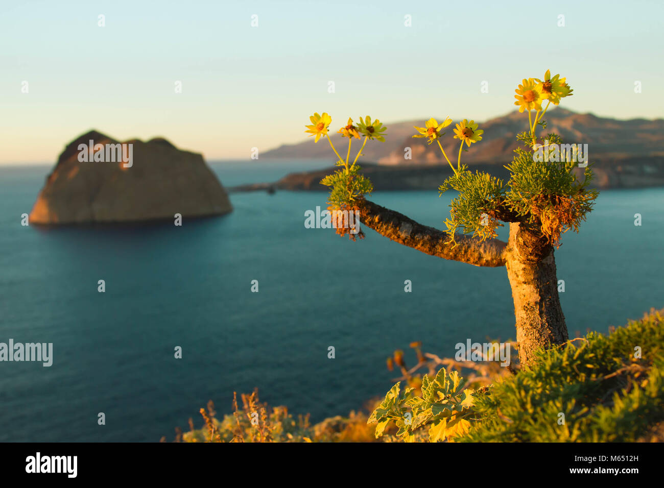 Specie endemiche da isla guadalupe Foto Stock