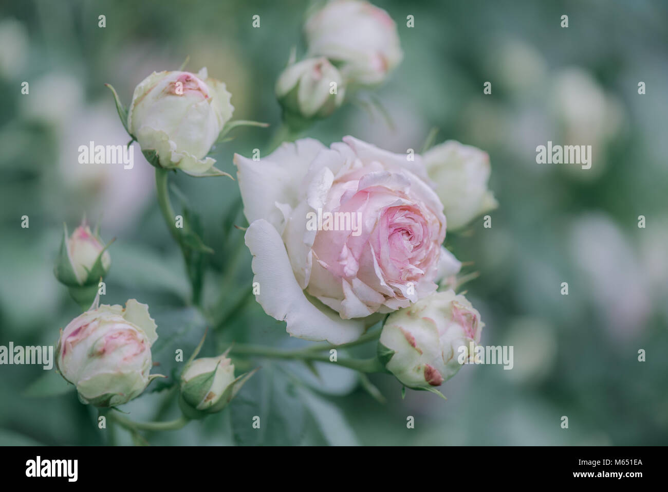 Fioritura rosa rosa con boccioli sul ramo Foto Stock