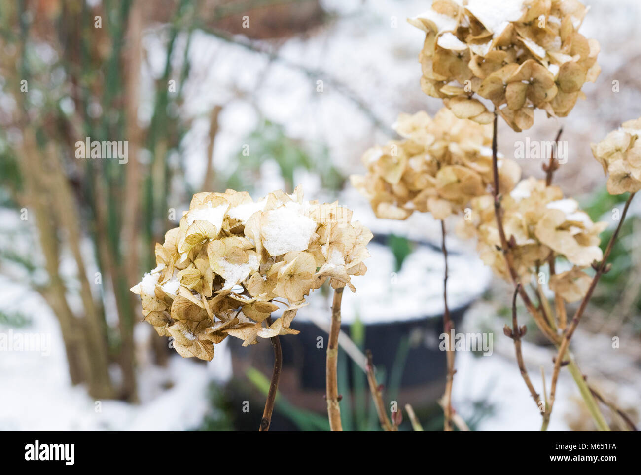 Coperte di neve flowerheads ortensie in inverno. Foto Stock