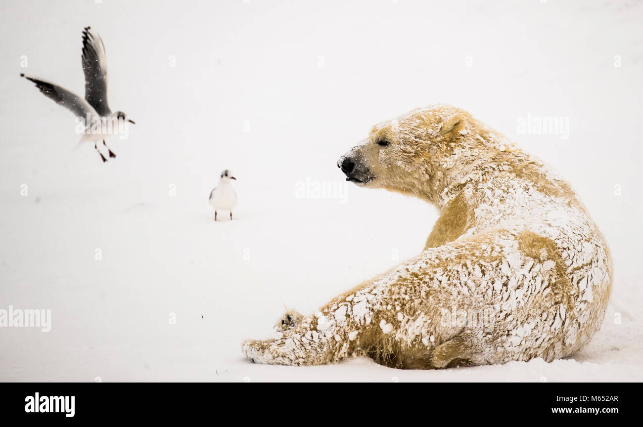 Nissan l'orso polare gode la neve in Yorkshire Wildlife Park di Doncaster, nello Yorkshire meridionale, come neve pesante e sub-zero condizioni hanno deturpato le strade della Gran Bretagna, le ferrovie e gli aeroporti, con ritardi e cancellazioni. Foto Stock