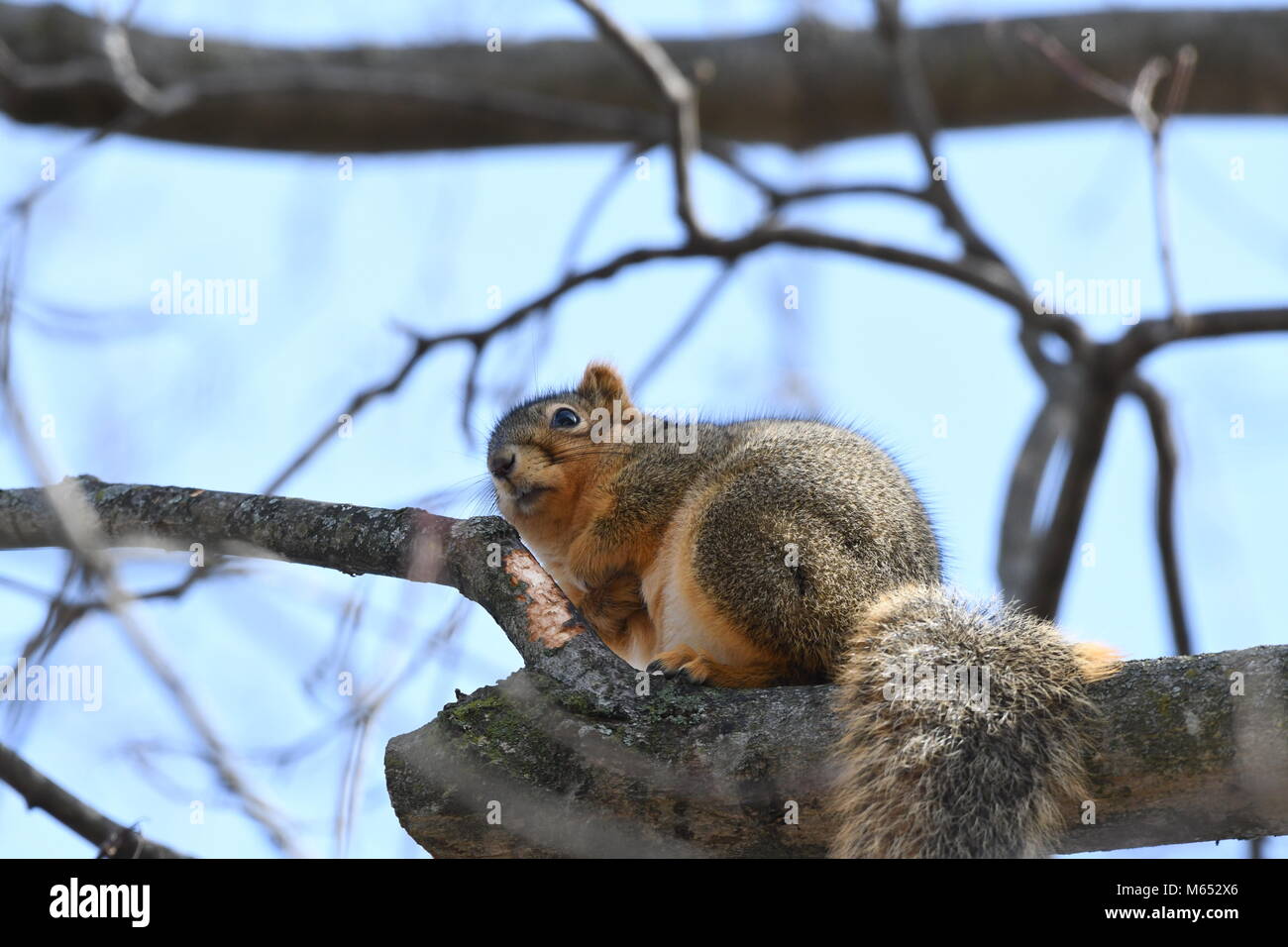 Lo scoiattolo appendere fuori in una struttura ad albero al di fuori della mia porta posteriore Foto Stock