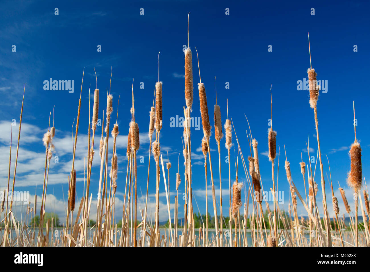 McCall serbatoio cattails, Longmont, Contea di Boulder, Colorado Foto Stock