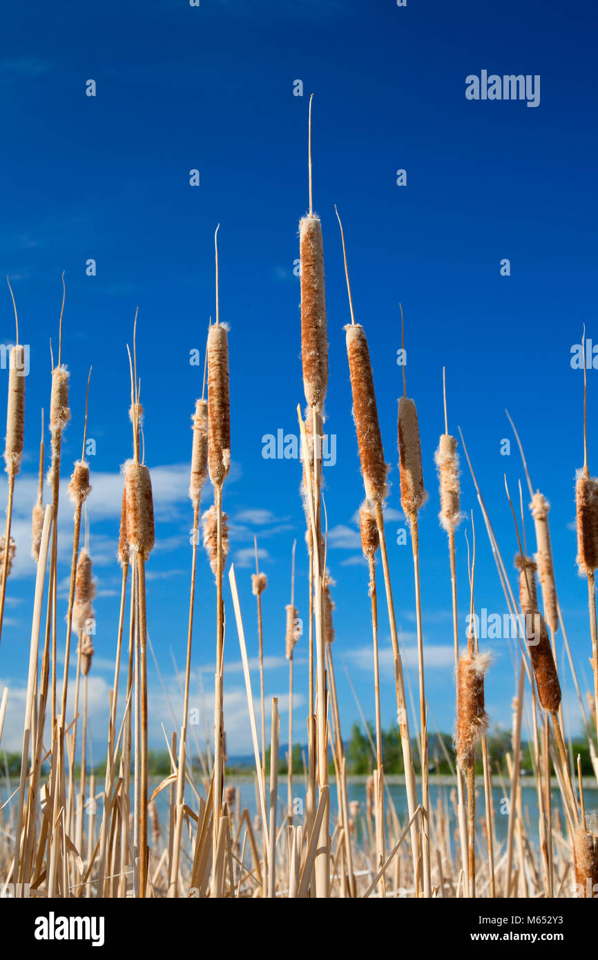 McCall serbatoio cattails, Longmont, Contea di Boulder, Colorado Foto Stock