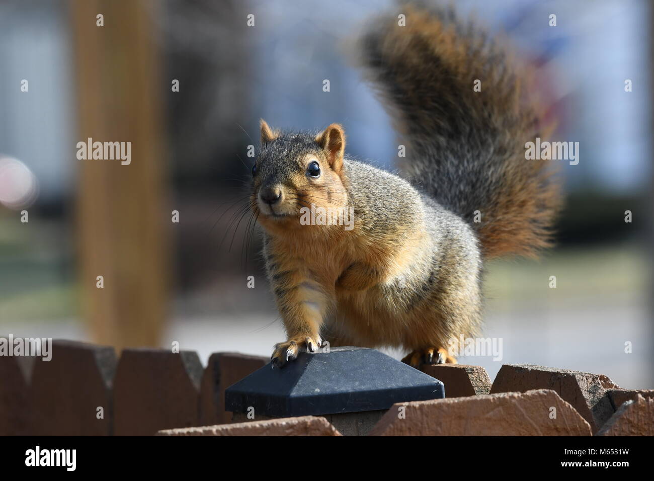 Lo scoiattolo appendere fuori in una struttura ad albero al di fuori della mia porta posteriore Foto Stock