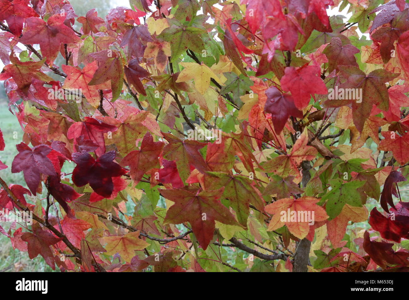 Acer griseum Foglie di autunno Foto Stock