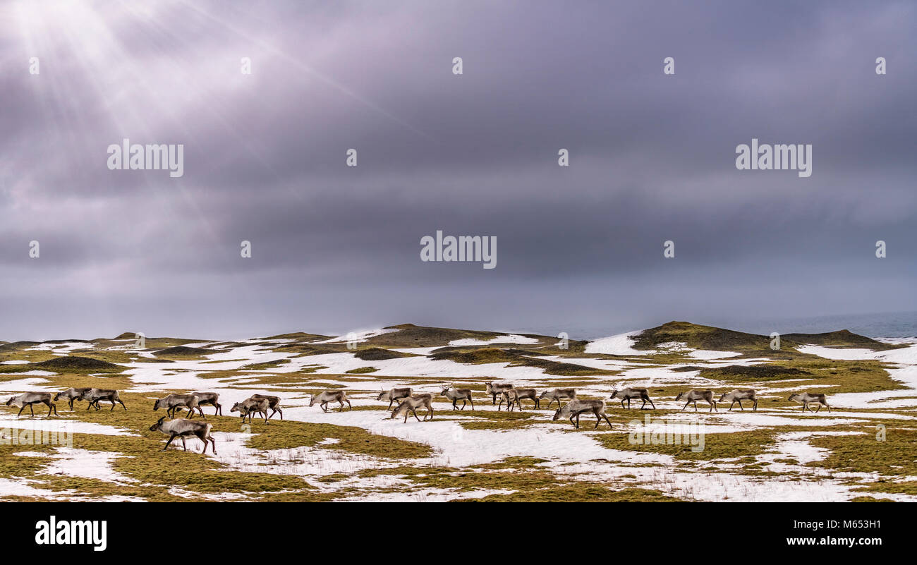 Allevamento di renne pascolare, South Coast, Islanda Foto Stock